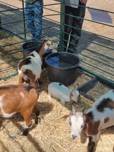 Whatsapp Image 2022 09 01 At 17.55.25