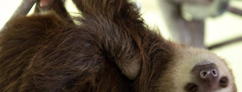 Dia Internacional Do Preguiça (animal)