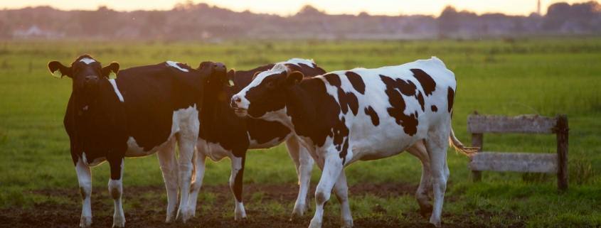 Pexels Matthias Zomer 422218