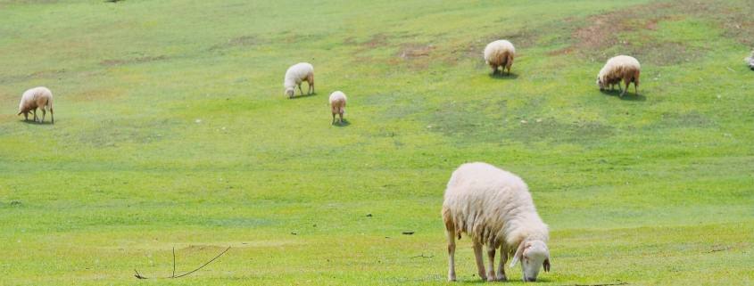 Pexels Bobby Brown 12714450