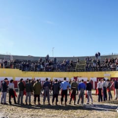 Bolsín Taurino Mirobrigense decorreu hoje em Nave de Haver