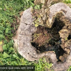 Tronco de árvore que caiu em 2024
