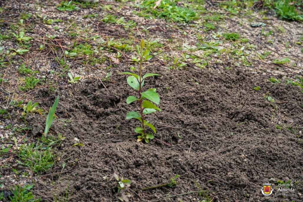 DIA MUNDIAL DA ÁRVORE