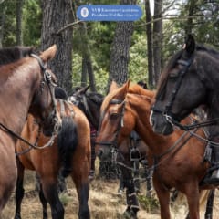 XVII Encontro de Cavaleiros do Picadeiro D’el Rey