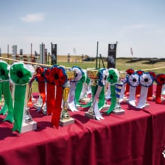 Comemorações do Feriado Municipal de Almeida