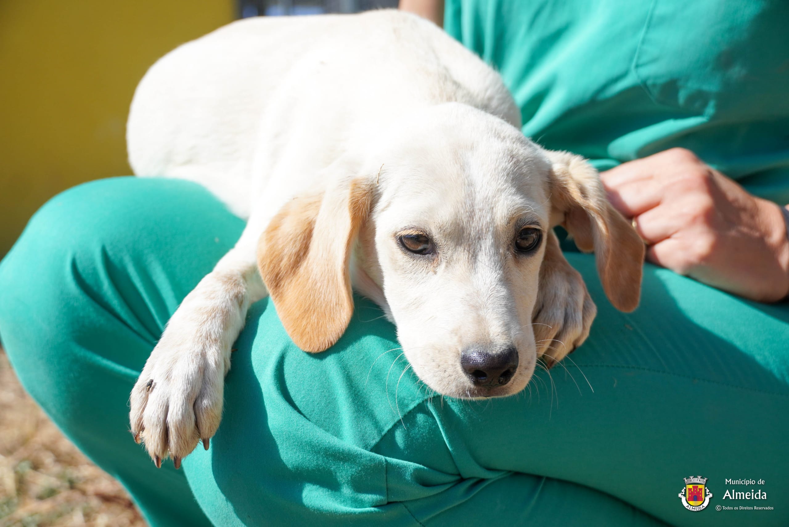 Município de Almeida promove ações de bem-estar animal e saúde pública em 2025